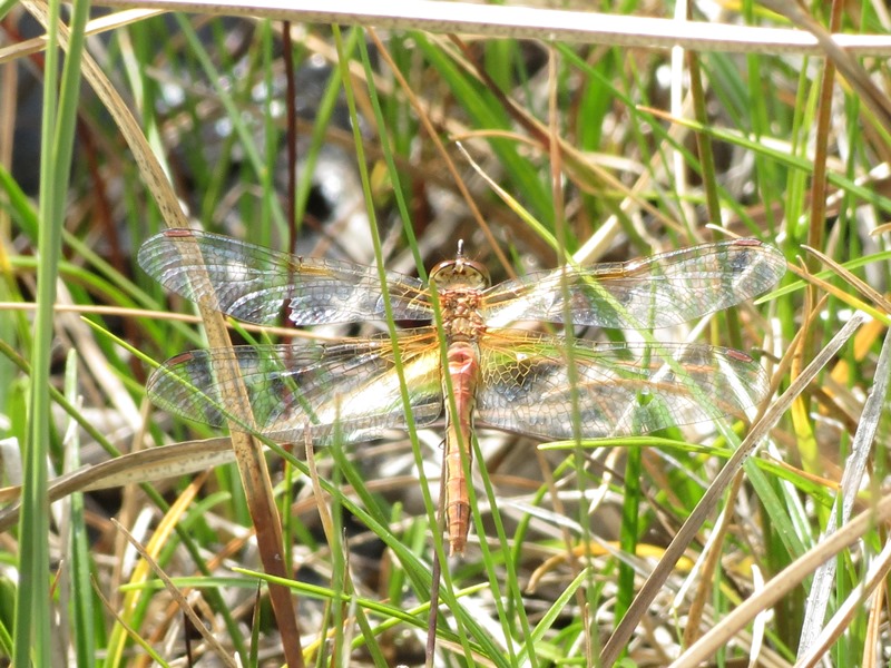 Da determinare: Sympetrum flaveolum, femmina
