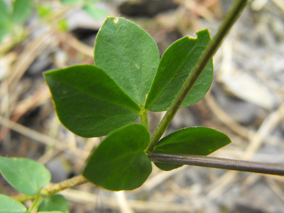 Lotus gr. corniculatus