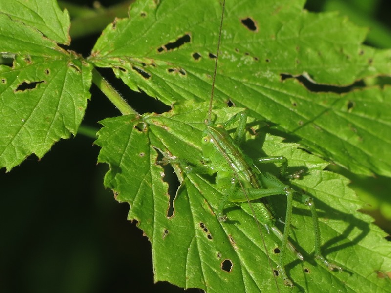 Ninfa di Tettigonia sp. (femmina)
