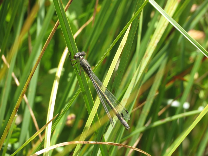 Da determinare: femmina Lestes dryas