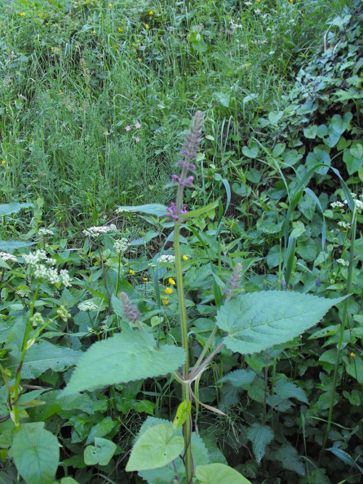 Lamiacea - Stachys sylvatica