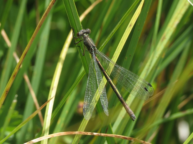 Da determinare: femmina Lestes dryas