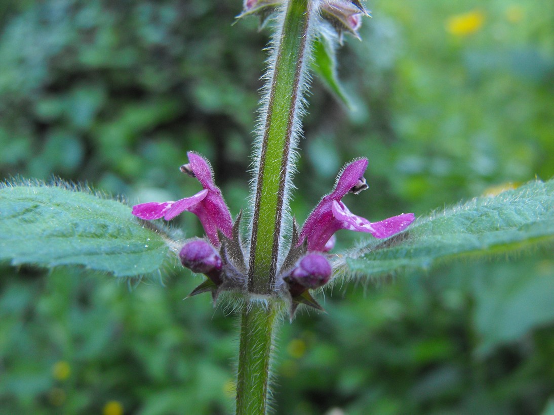 Lamiacea - Stachys sylvatica