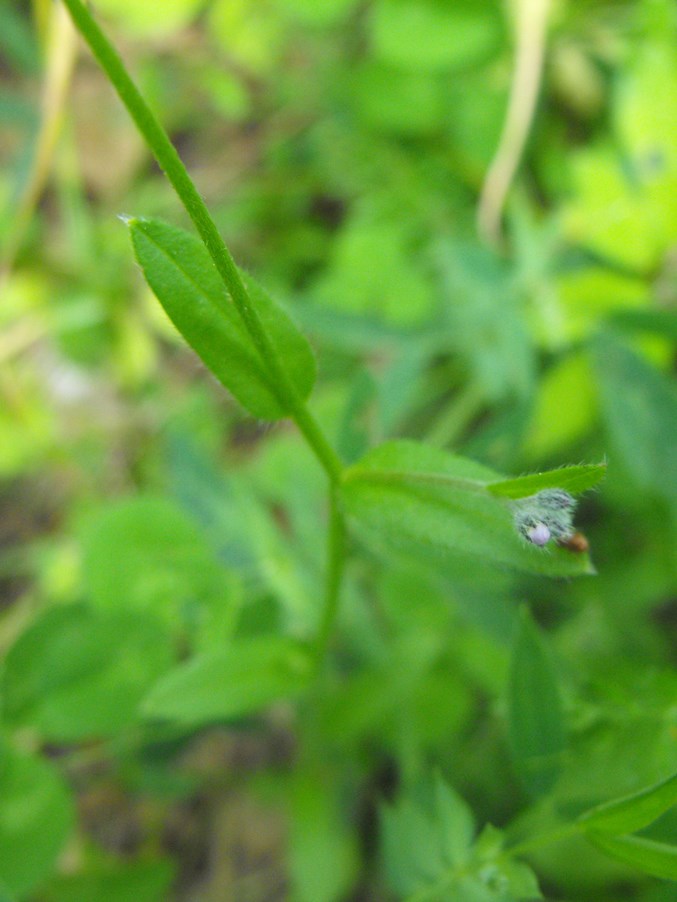 Myosotis da determinare