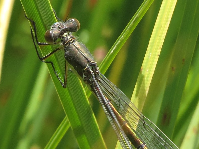 Da determinare: femmina Lestes dryas