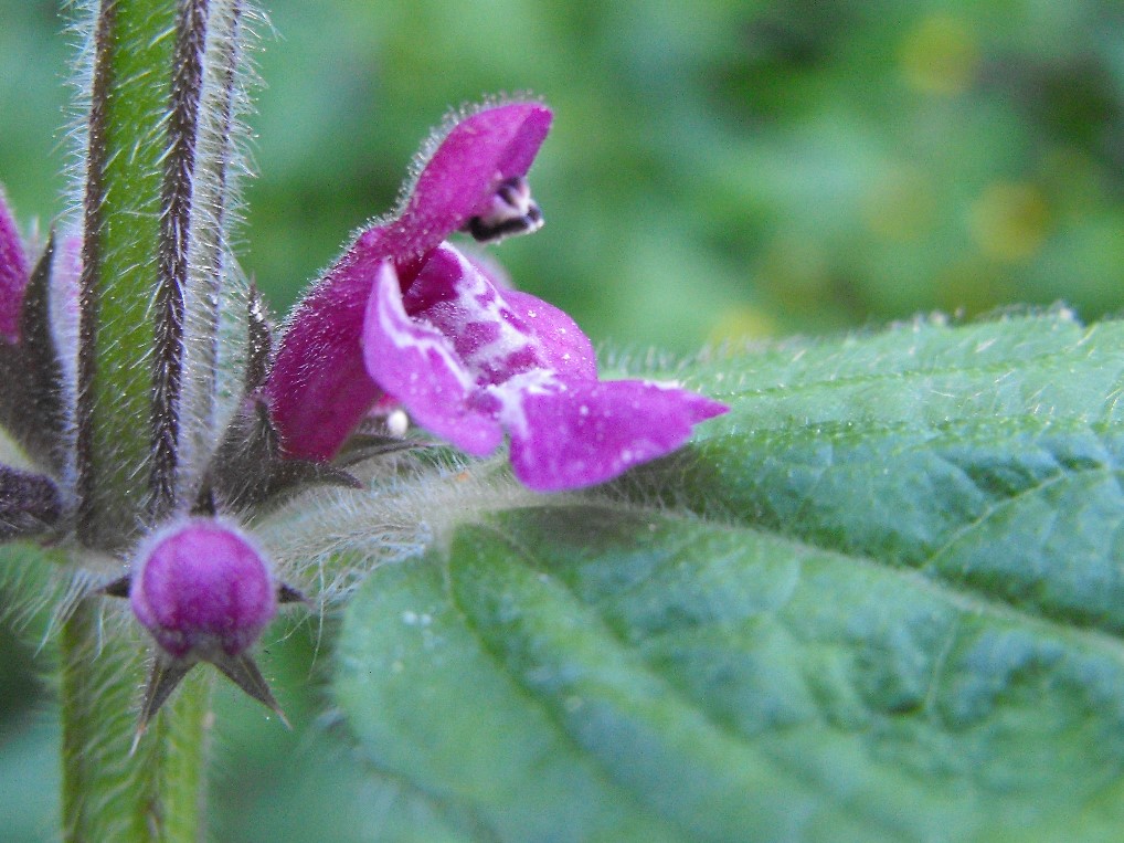Lamiacea - Stachys sylvatica