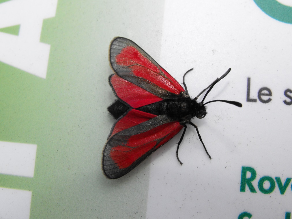 Zygaena da determinare