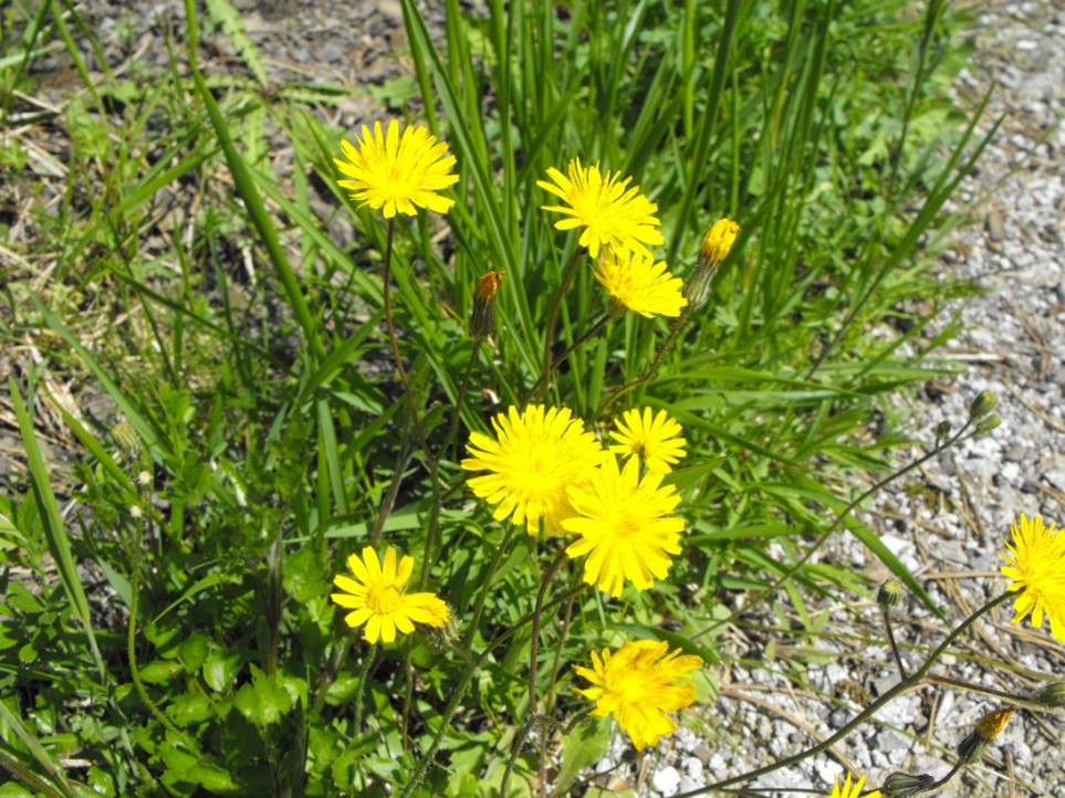 Crepis sancta / Radicchiella di Terrasanta