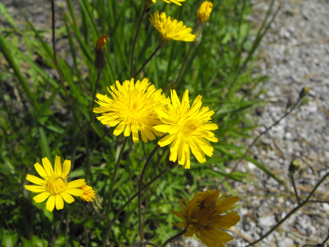 Crepis sancta / Radicchiella di Terrasanta