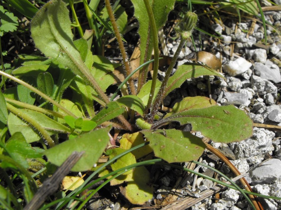 Crepis sancta / Radicchiella di Terrasanta