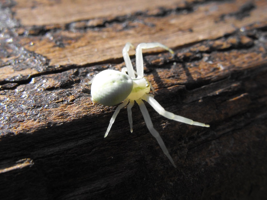 Misumena vatia - Passo del Bocco (GE)