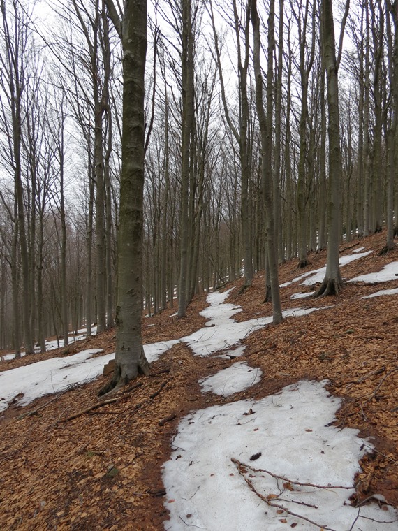 Anello della Faggeta del Monte Zatta (Appennino Ligure)