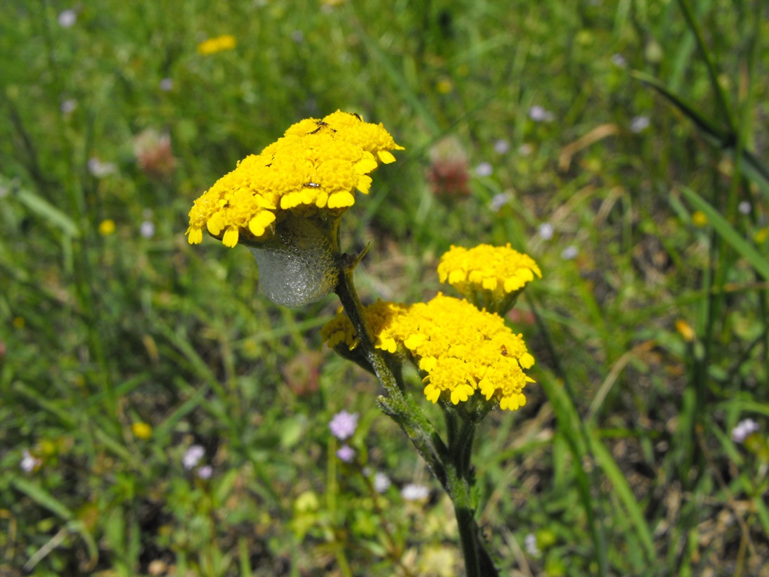 Achillea tomentosa / Millefoglio giallo