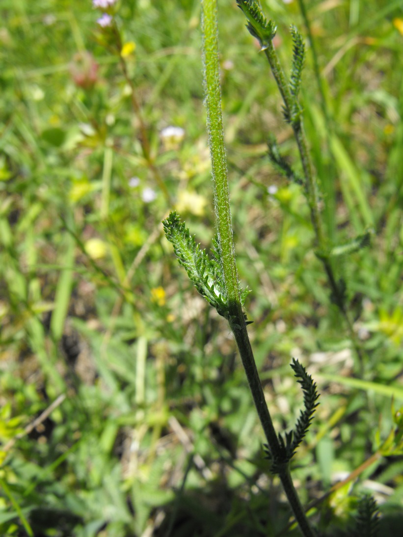 Achillea tomentosa / Millefoglio giallo