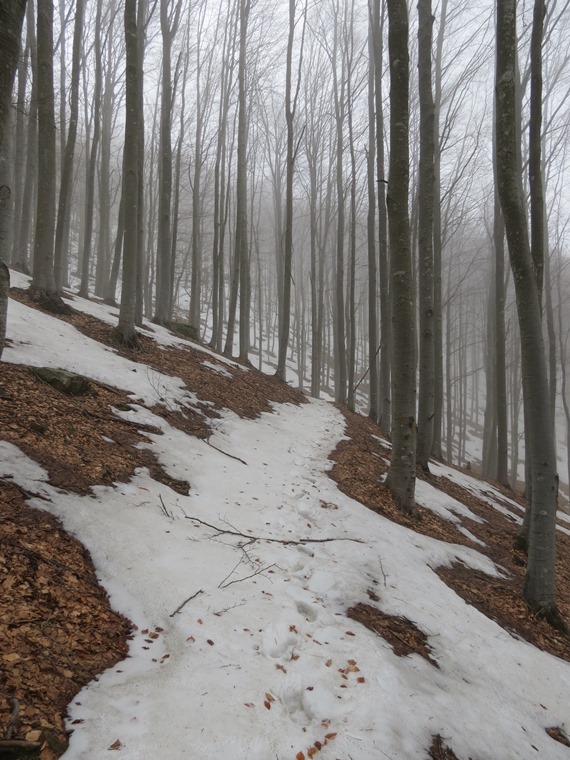 Anello della Faggeta del Monte Zatta (Appennino Ligure)