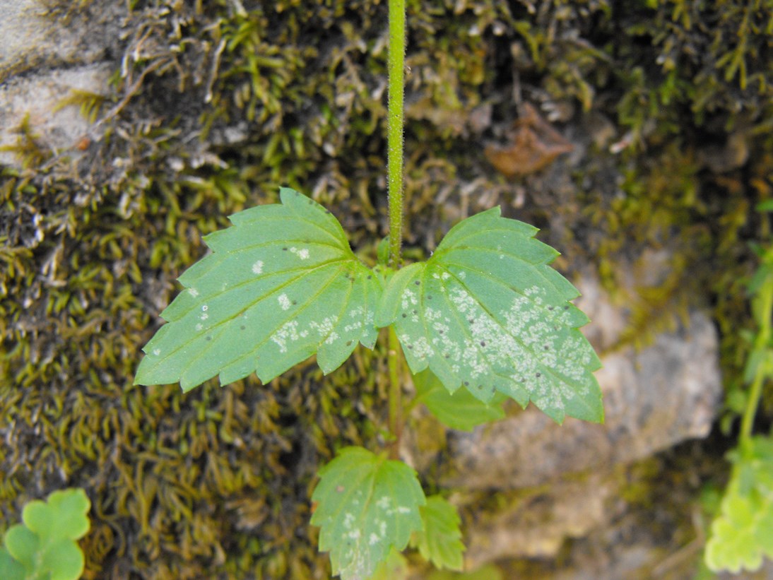 Scrophularia peregrina