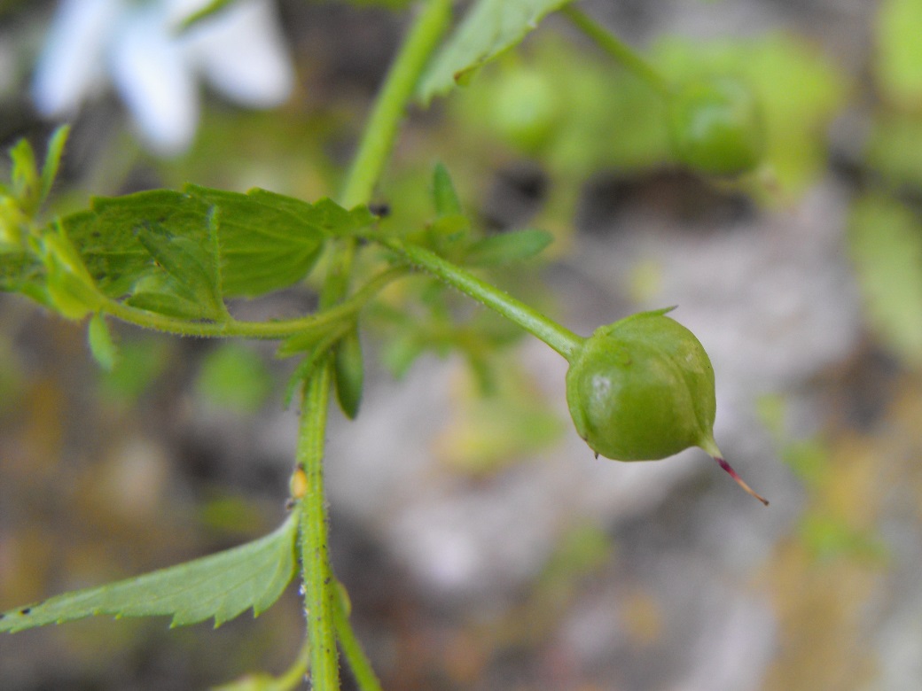 Scrophularia peregrina