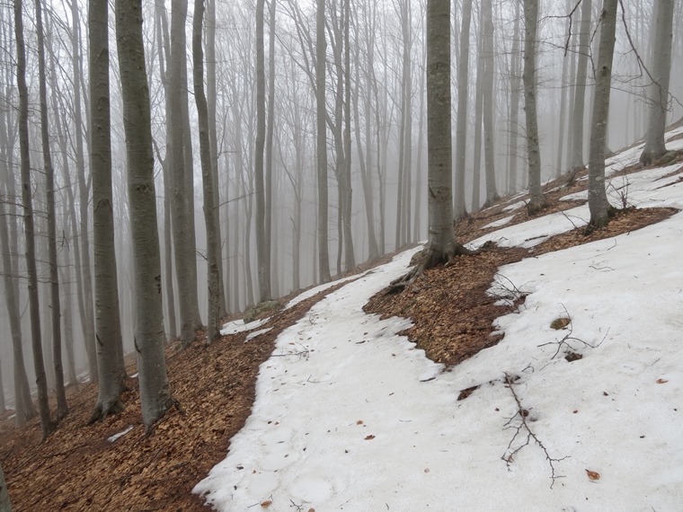 Anello della Faggeta del Monte Zatta (Appennino Ligure)