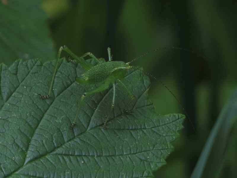 Phaneropteridae da determinare