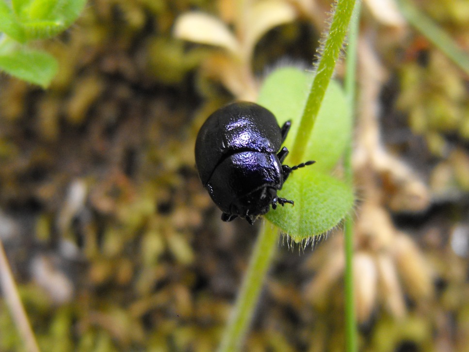 Da determinare: cfr. Chrysolina sp.