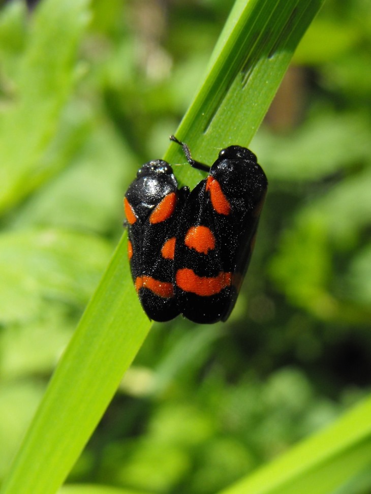 Accoppiamento di Cercopis sanguinolenta