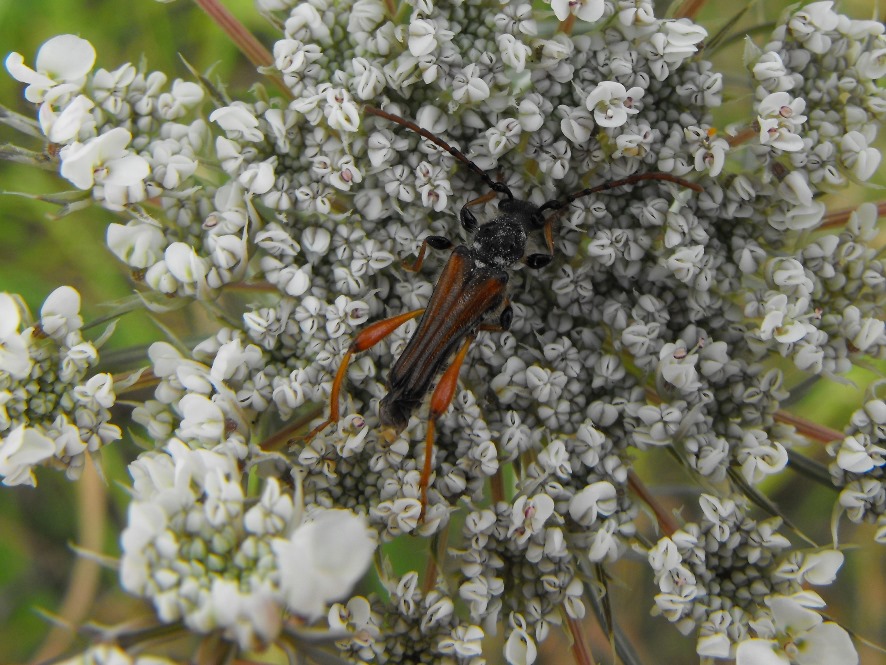 Stenopterus rufus