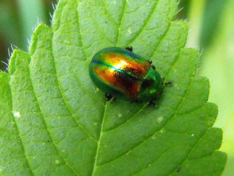 Da determinare: Chrysolina fastuosa (cf)