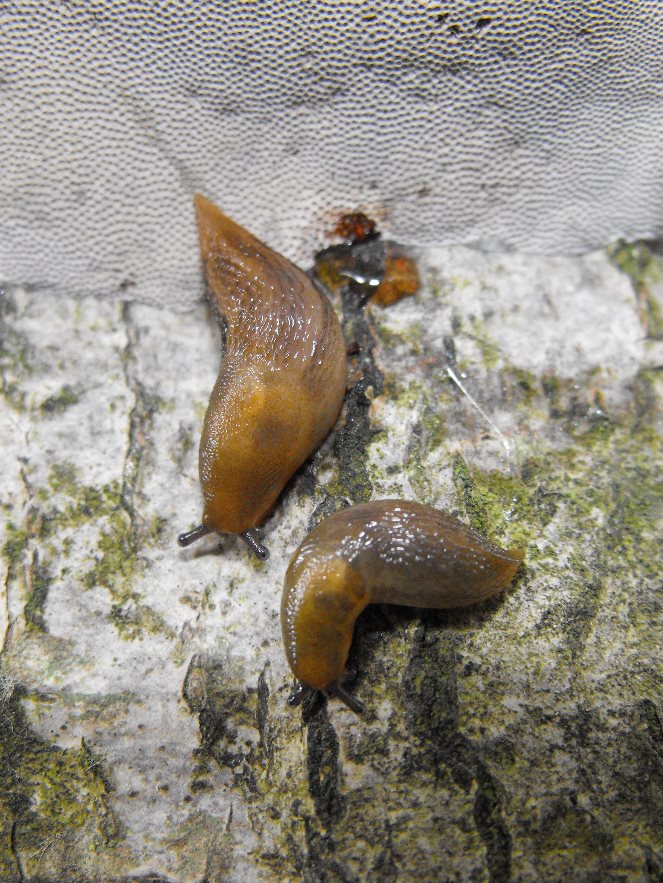 Lehmannia/Limax del Monte Zatta (GE)