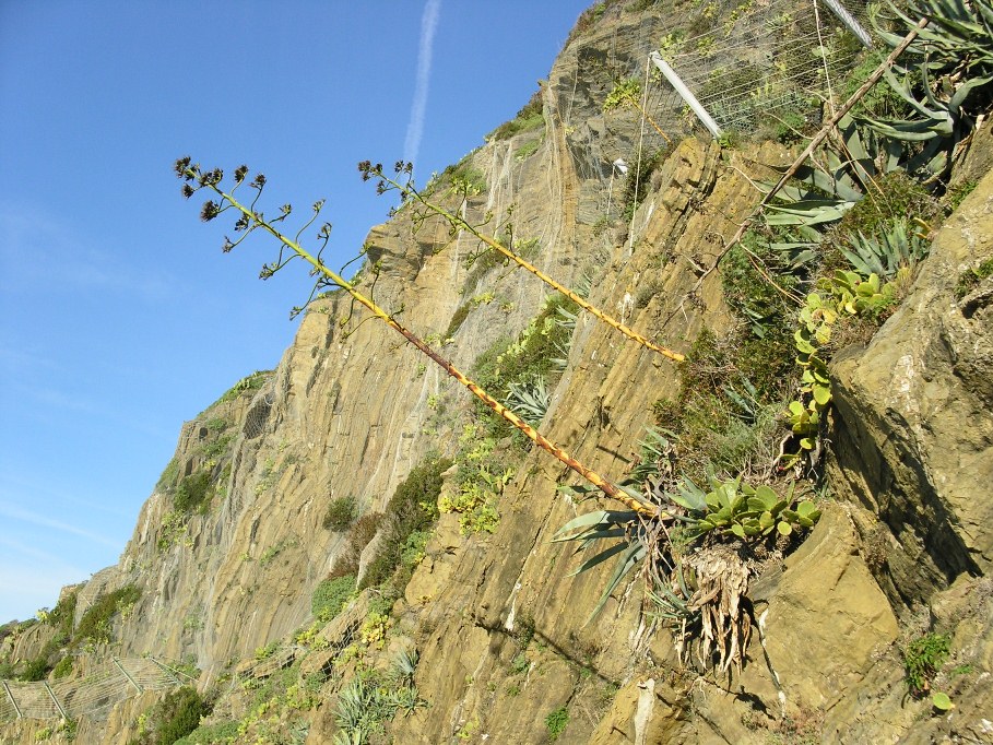 La Via dell''Amore (Cinque Terre)