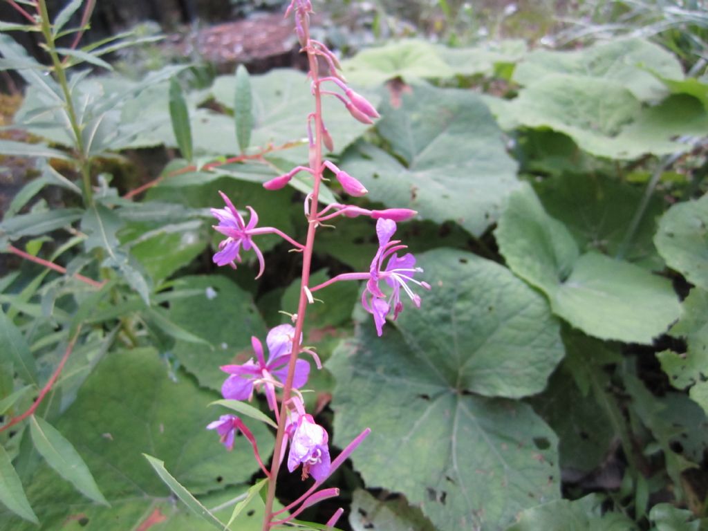 Chamaenerion angustifolium (ex Epilobium angustifolium)