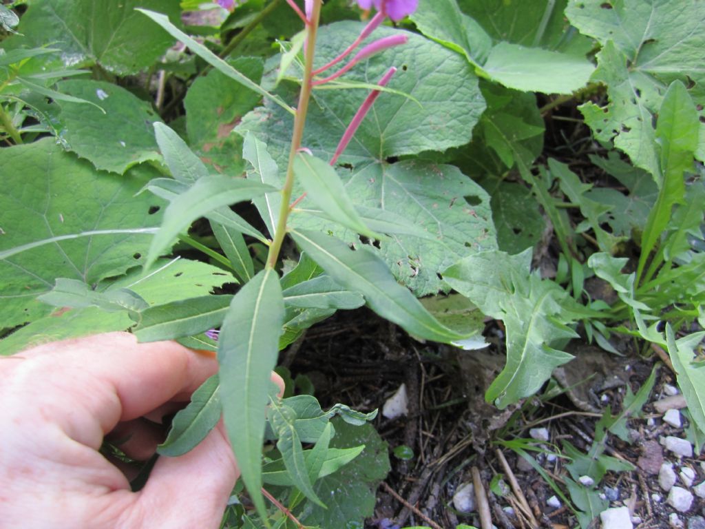 Chamaenerion angustifolium (ex Epilobium angustifolium)