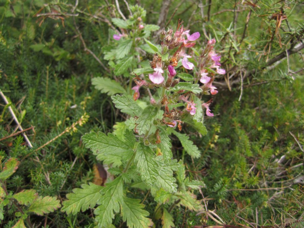 Stachys? no, Teucrium chamaedrys