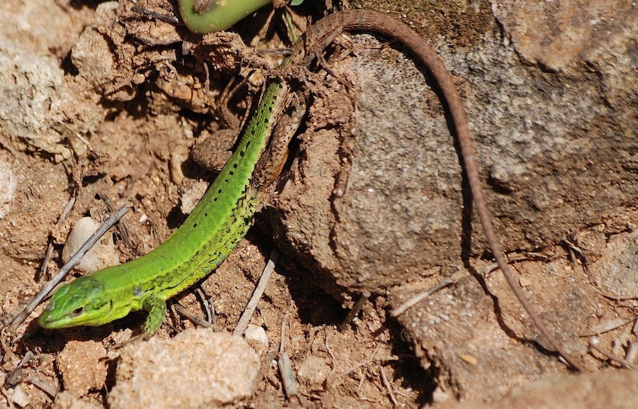 Podarcis wagleriana ?