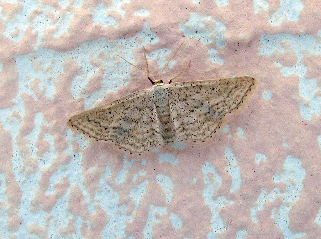 Id falena 5 - Idaea elongaria