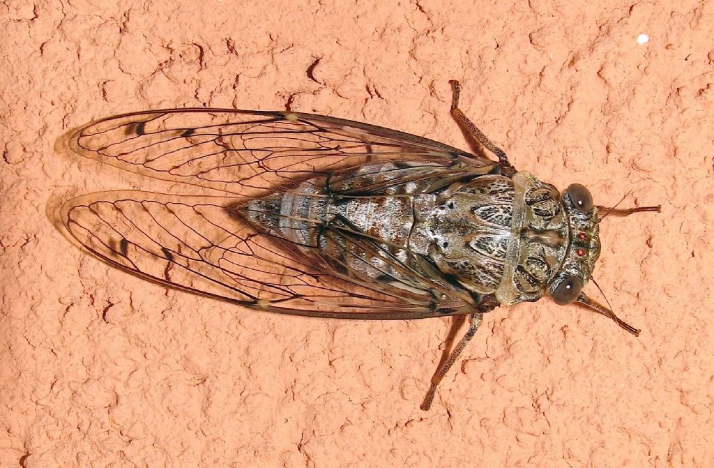 ID