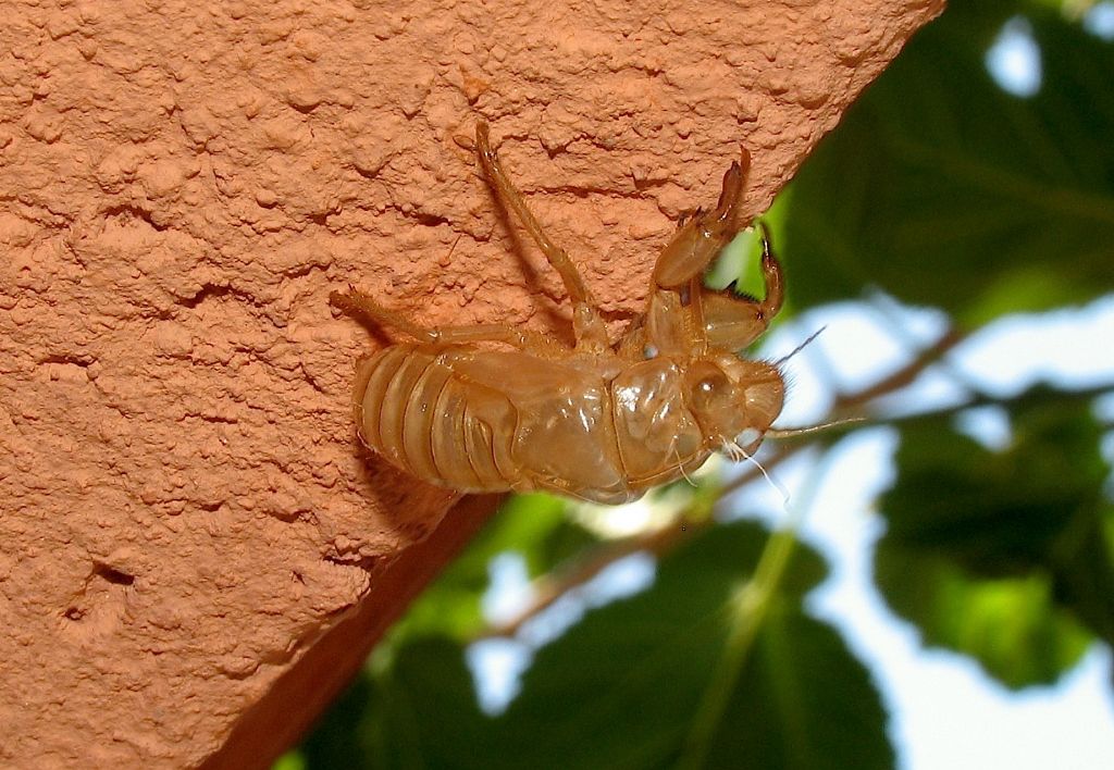 ID