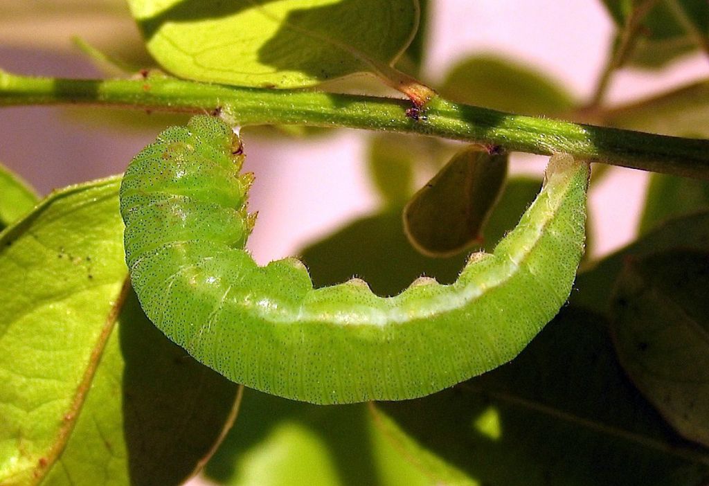 Gonepteryx cleopatra (ciclo vitale)