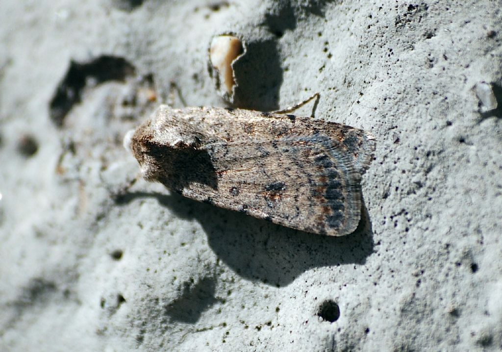 Caradrina? - Caradrina clavipalpis