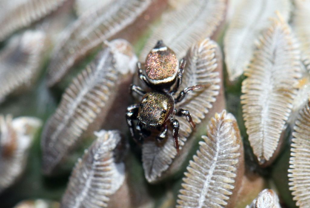 Heliophanus tribulosus - Roma