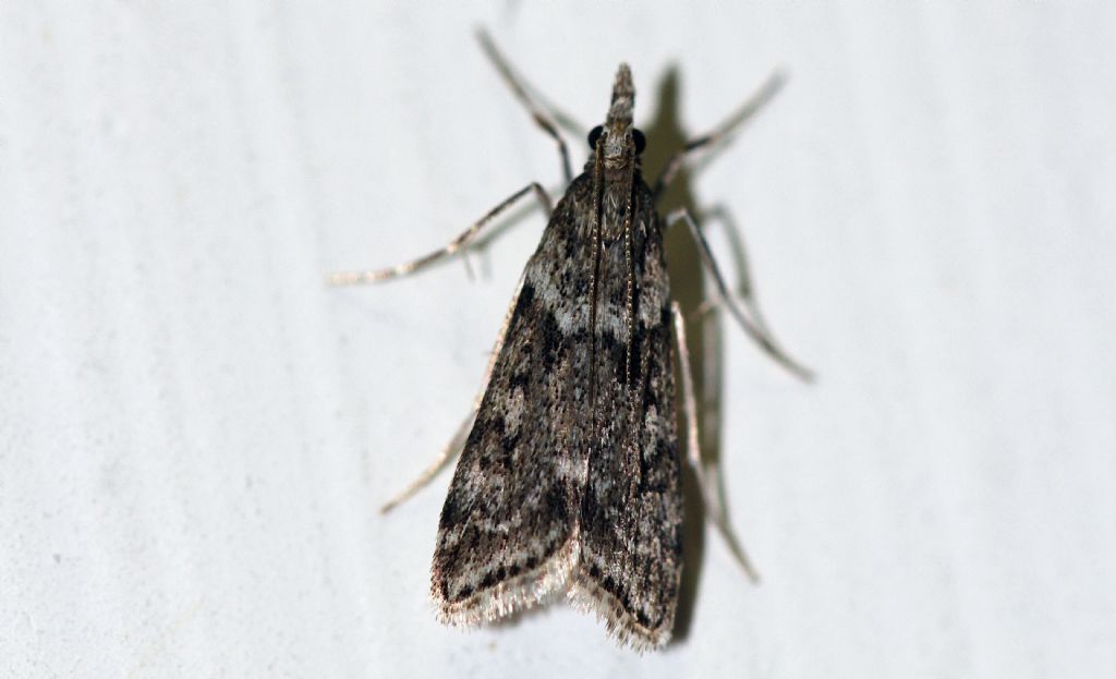 Eudonia mercurella ?