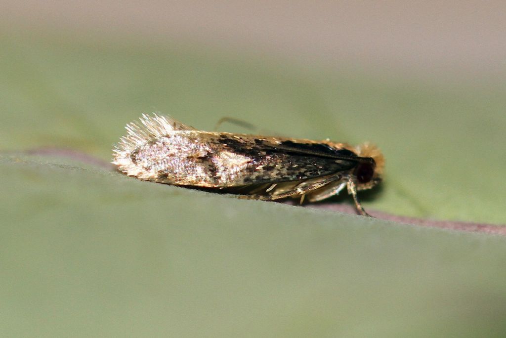Id microlepidottero: Monopis cfr. obviella - Tineidae