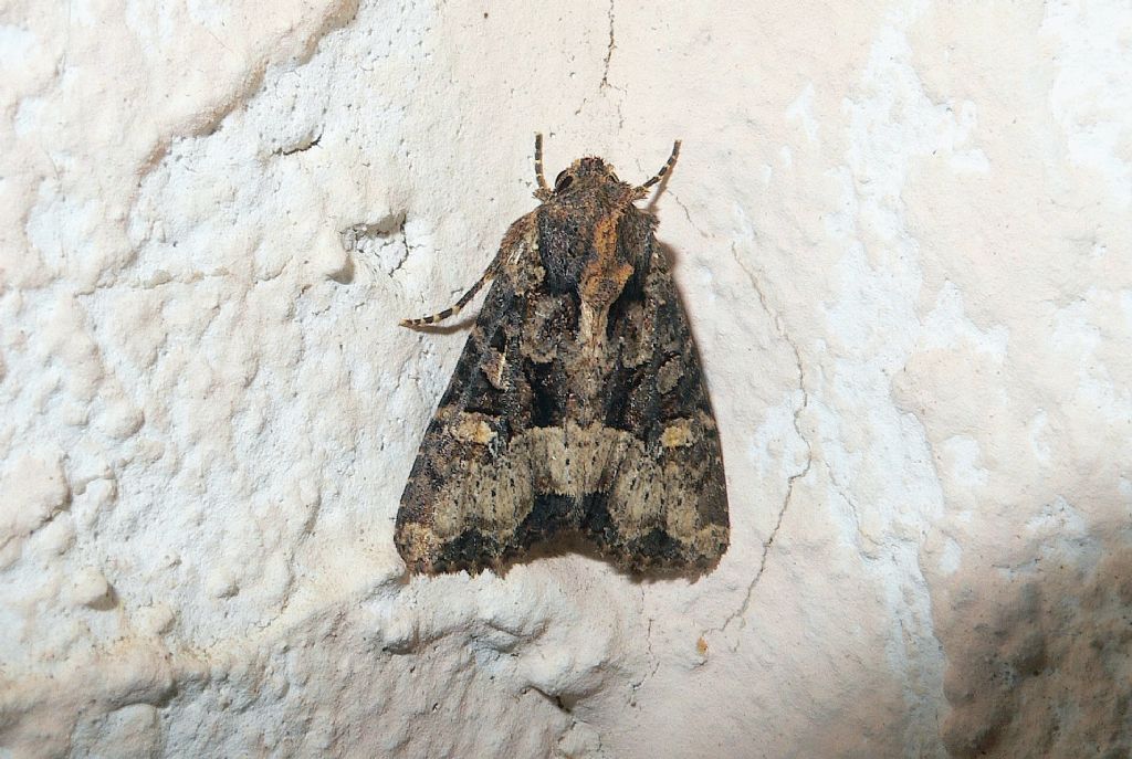 Id falena 1 - cf. Mesapamea secalis