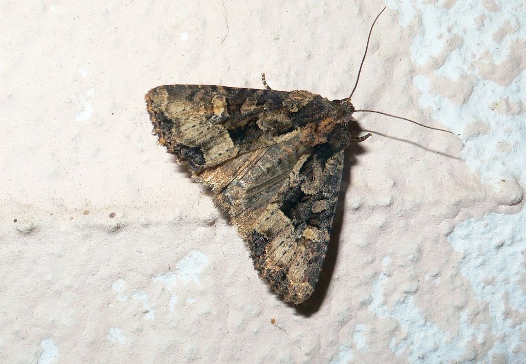 Id falena 1 - cf. Mesapamea secalis