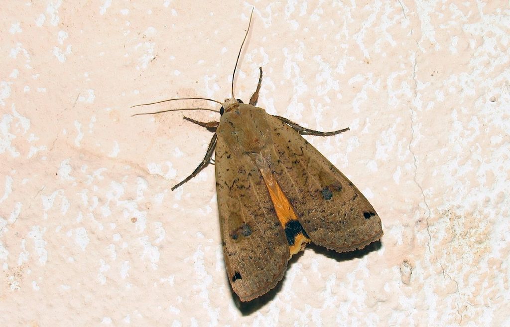 Quale noctua? Noctua pronuba, Noctuidae