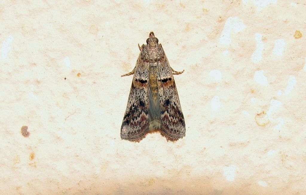 Acrobasis ?