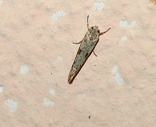 Id falena 1 - Idaea predotaria/distinctaria