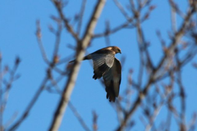 ID Falco di palude (circus aeruginosus)