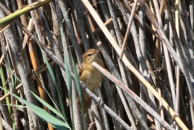 Aiuto identificazione