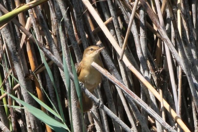 Aiuto identificazione