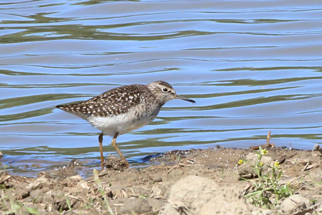 Limicoli da identificare